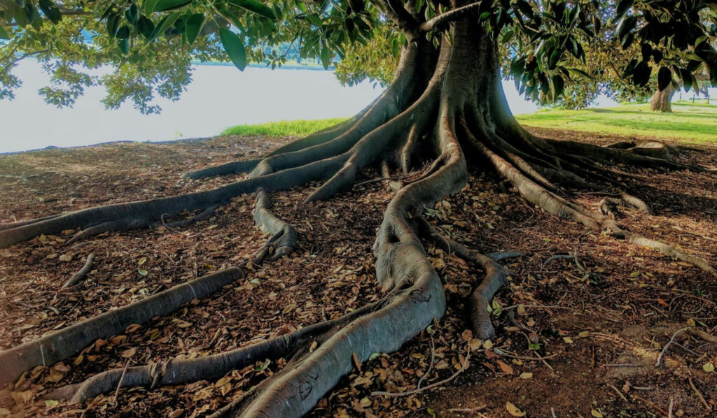 Tree Roots